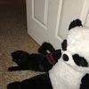 softfurrypanda